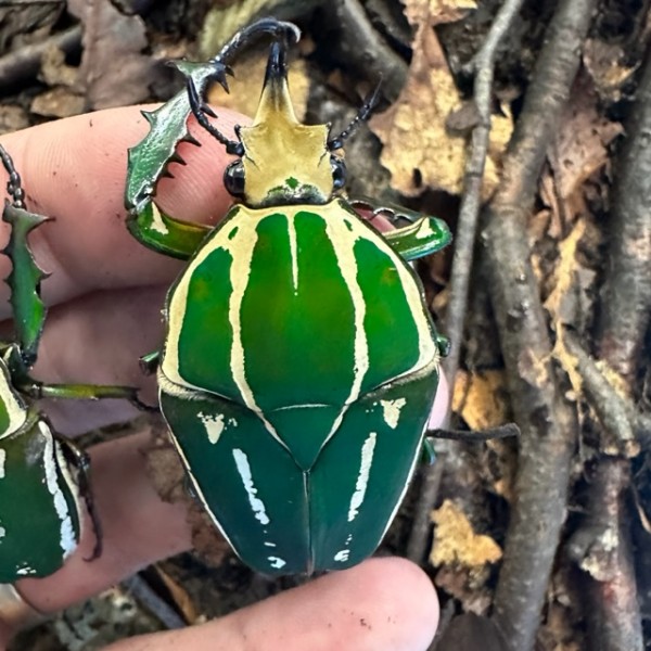 Mecynorrhina torquata poggei