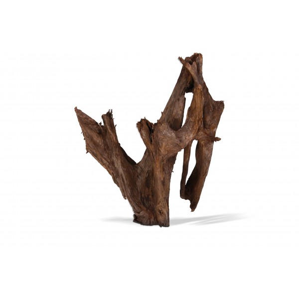 RACINE MANGROVE GM 40-60CM