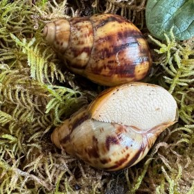 Archachatina marginata ovum...