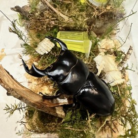 Dorcus antaeus antaeus...