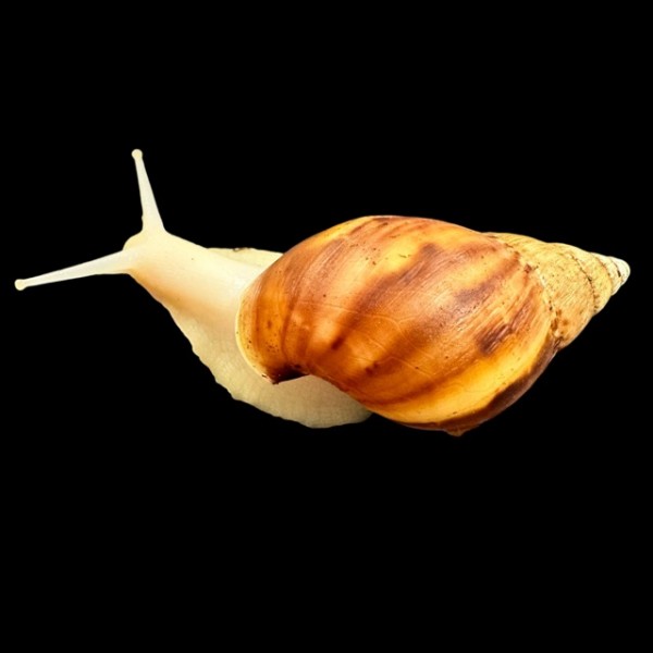 Lissachatina fulica white jade