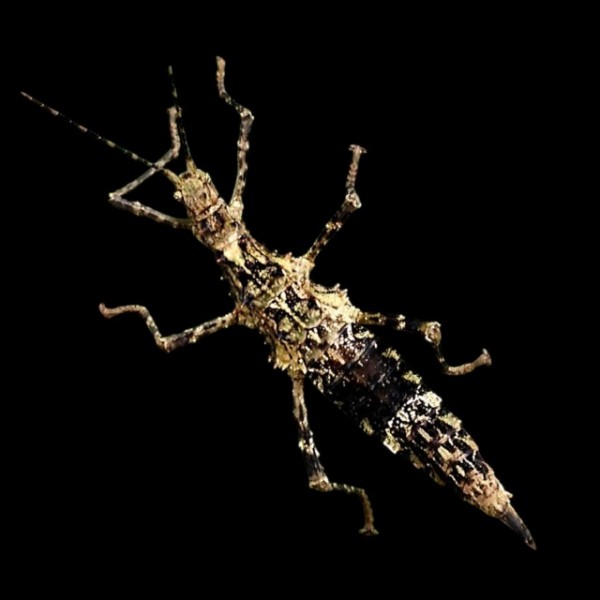 Aretaon sp "Palawan"