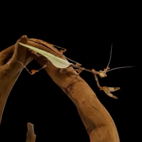Sibylla Pretiosa