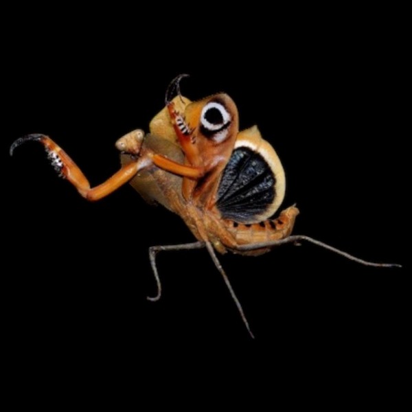 Deroplatys desiccata