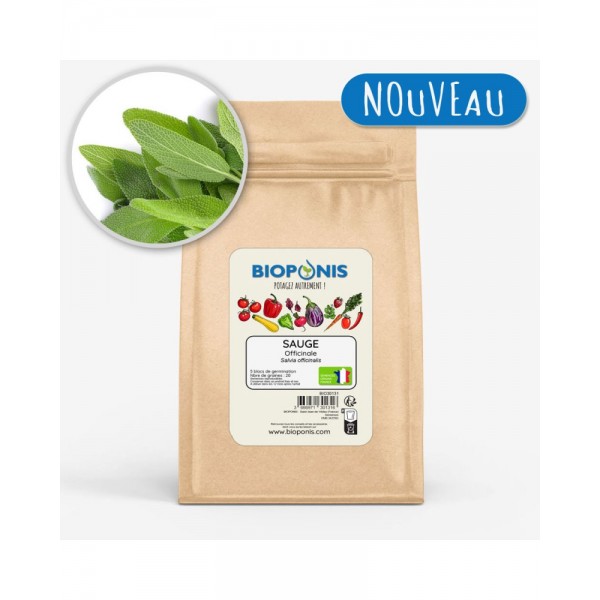 SAUGE OFFICINALE SAUGE OFFICINALE
