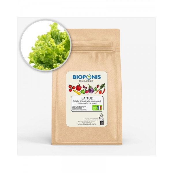LAITUE À COUPER FRISÉE D’AUSTRALIE