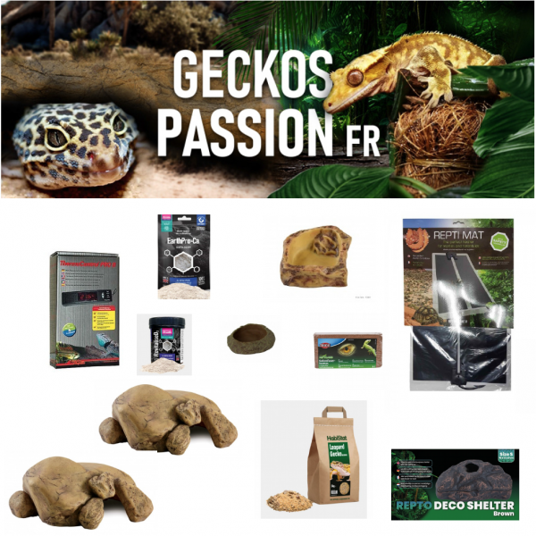 KIT - BASIC - Geckos Passion Fr
