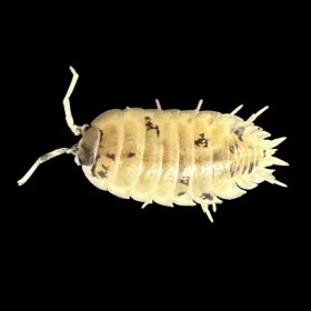 Porcellio Leavis White