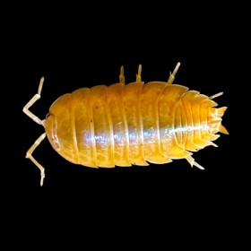 Porcellio laevis orange