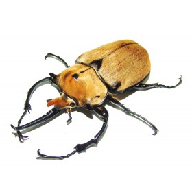 Megasoma occidentalis -...
