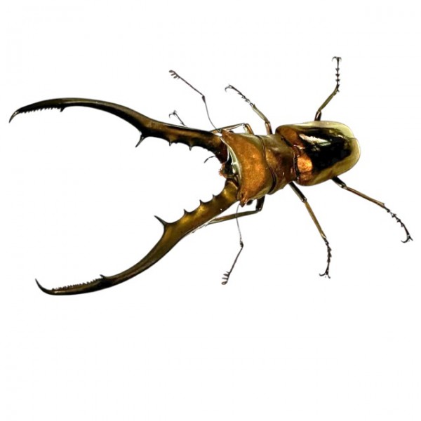 Cyclommatus metallifer finae