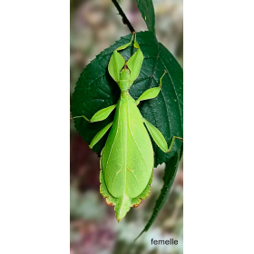 Phyllium philippinicum