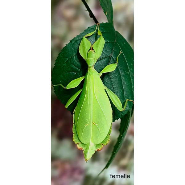 Phyllium philippinicum