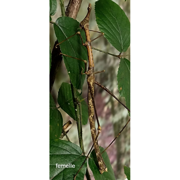 Pseudoproscopia latirostris