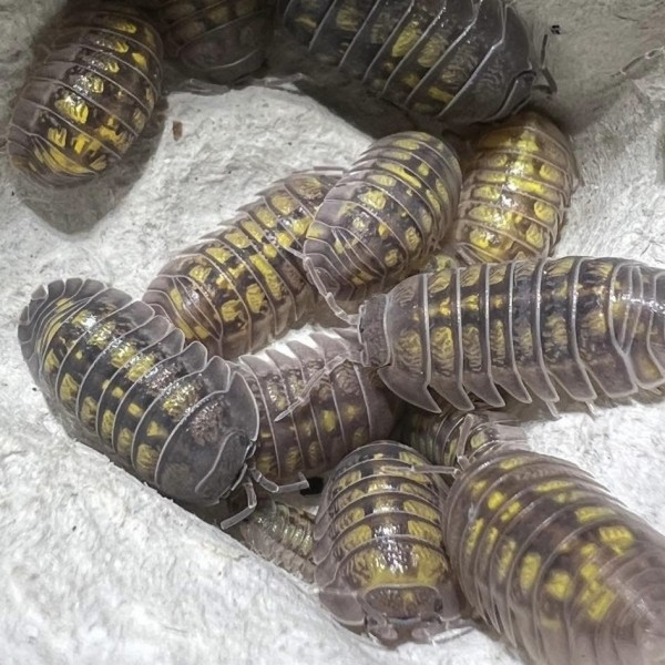 Armadillidium Granulatum lemon Armadillidium Granulatum lemon