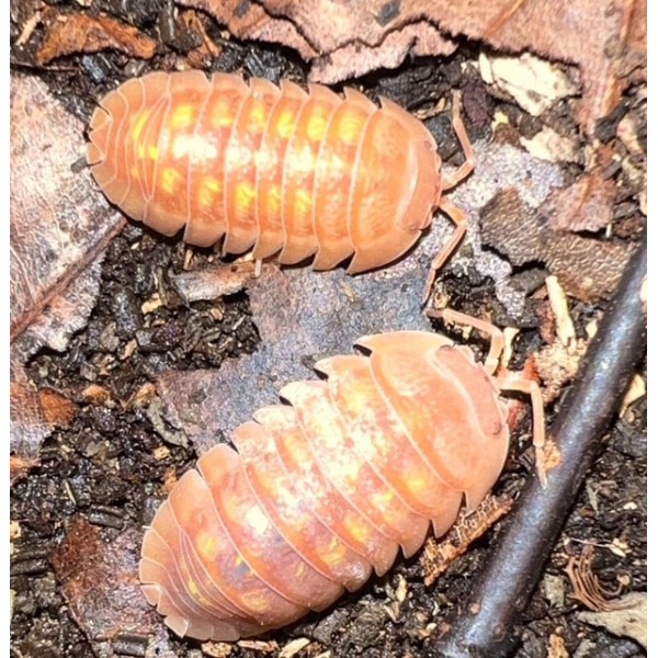 Armadillidium granulatum orange Armadillidium granulatum orange