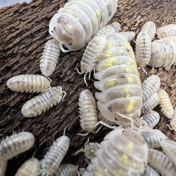 Armadillidium Depressum magic potion Armadillidium Depressum magic potion