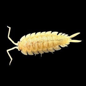 Porcellio haasi paternless...