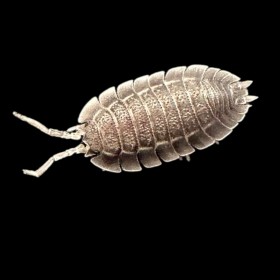 Porcellio Spatulatus lot de 5