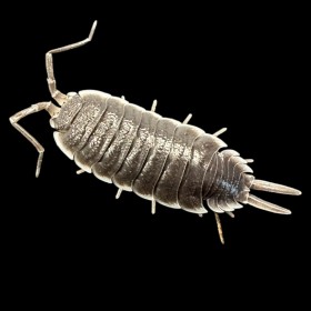Porcellio flavocinctus lot...