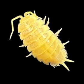 Porcellio Laevis albinos...