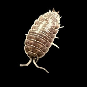 Porcellio Laevis oropesa...