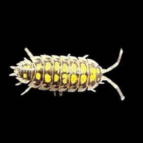 Porcellio Haasi high yellow...