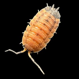 Porcellio scaber lava lot de 5