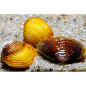 CORBICULA JAVANICUS GOLD...