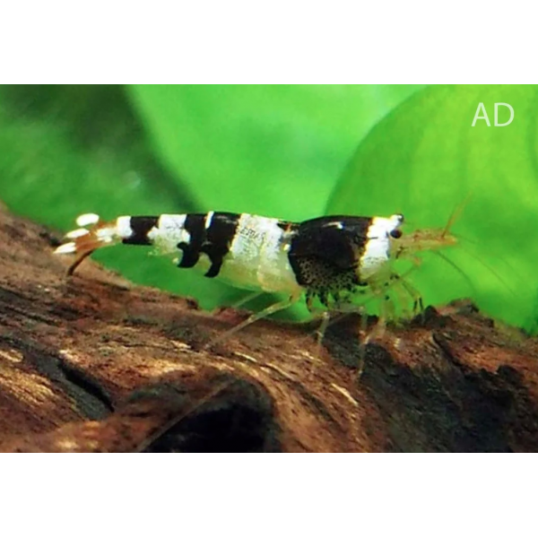 CARIDINA
LOGEMANNI
BLACK &
WHITE BEE
1,2‐1,5CM CARIDINA
LOGEMANNI
BLACK &
WHITE BEE
1,2‐1,5CM
