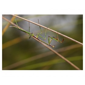 Archimantis latistyla L6