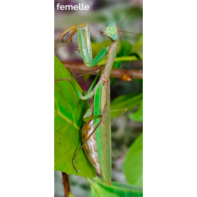 Polyspilota aeruginosa L3