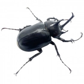 Megasoma pachecoi LARVE L1-L2