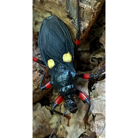 Platymeris guttatipennis