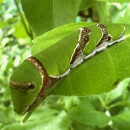 Papilio polytes lot de 5...
