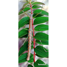 Nuichua rabaeyae "Nui Chua"