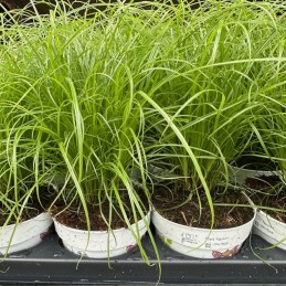Herbe à criquet