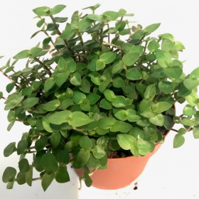 lot de 2 Callisia repens -...