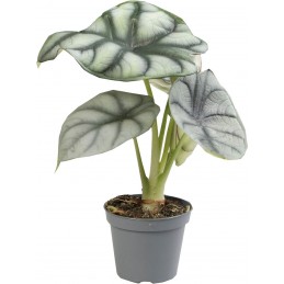 ALOCASIA SILVER DRAGON