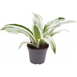 DRACAENA DRAGONTREE WHITE...