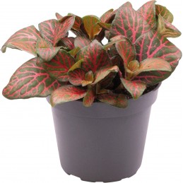 FITTONIA JOLY JOSAN