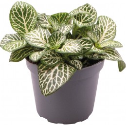 FITTONIA ALBIVENIS MINI WHITE