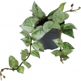 HOYA KROHIANA ESKIMO