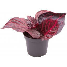 IRESINE HERBSTII BLOODLEAF