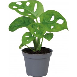 MONSTERA OBLIQUA