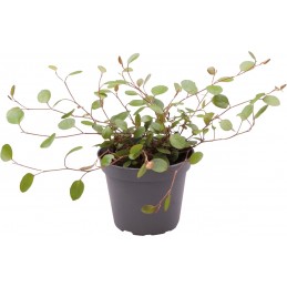 MUEHLENBECKIA COMPLEXA