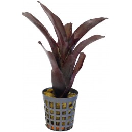 NEOREGELIA AMAZON