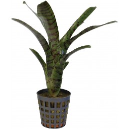 NEOREGELIA AMPULLACEA TIGRINA
