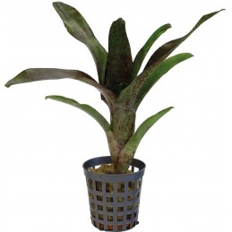 NEOREGELIA ATLANTIS