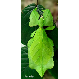 cryptophyllium westwoodii